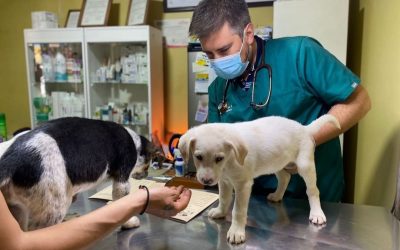 Adopción y abandono de mascotas en pandemia