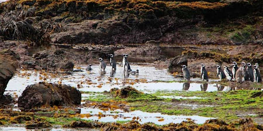 Imagen en que se ve un grupo de pingüinos de Humboldt caminando en grupo sobre suelo rocoso cubierto de algas.