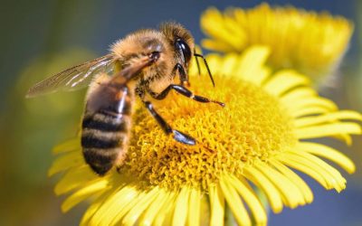 La importancia de las abejas para el medioambiente