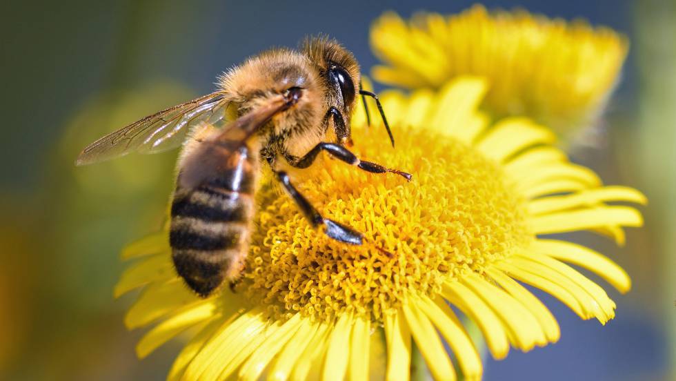 La importancia de las abejas para el medioambiente