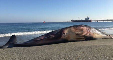 Científica de CIFAMAC explica la situación de ballenas muertas en Mejillones